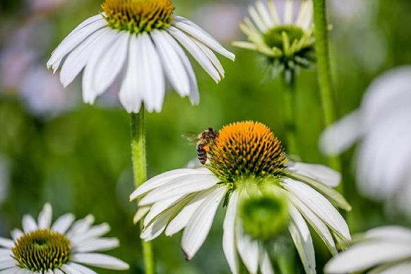 Wild growth garden at UKMP